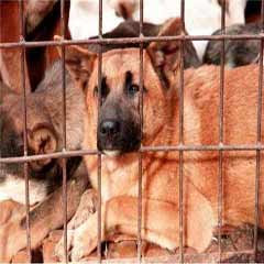 Çin'de köpek yemek yasaklanıyor