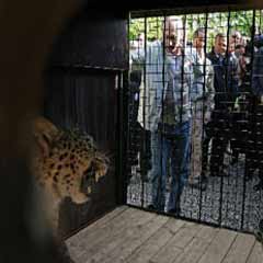 Putin bu kez leoparlarla birlikte