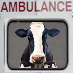 Doktor ineği ambulansla taşıdı
