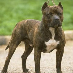Meclis Komisyonu, 'pitbull' için toplandı