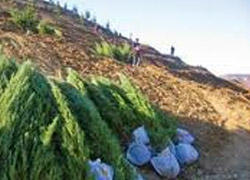 Yangına karşı 'dirençli ormanlar' kurulacak