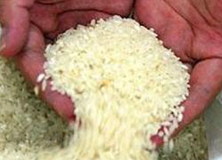 Bakan Eker, 2012 yılı çeltik müdahale fiyatını açıkladı