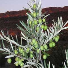 Muğla'da köylülere 4 bin adet zeytin fidanı dağıtıldı