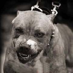 İsrail köpeklere siyonizm eğitimi veriyor