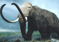 Rusya'da canlı mamut hücresi bulundu