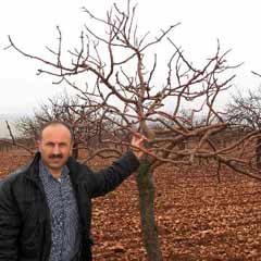 Fıstık bahçelerinde yağmur bereketi