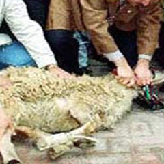 Kurban bağışı kesim ihalelerinde yolsuzluk