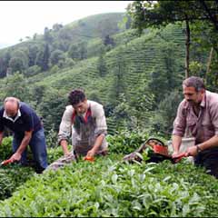 Çay üreticileri altın yılını yaşıyor