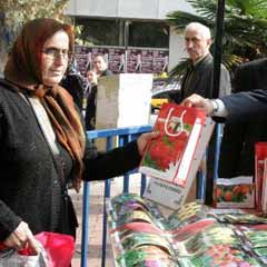 Kocaeli Belediyesi lale satışına başlayacak