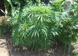 Pendik'te 19 kilo hintkeneviri ele geçirildi