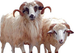 Kurban Bayramı öncesi kötü haber!