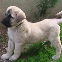 Köpeklerin anavatanı neresi?