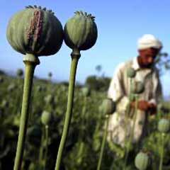 Afganistan'da afyon ekimi azaldı