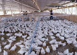 Zonguldak'ta yalancı veba alarmı