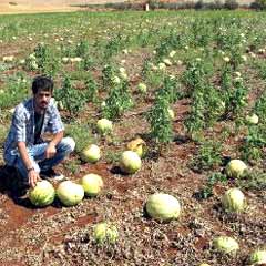 Araban karpuzu tarlada kaldı