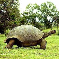 Galapagos kaplumbağası baba oluyor