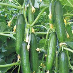 Hıyarla Dolandırıldı Dolandırıcı Oldu!