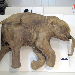 Rusya'da 30 bin yıllık mamut kafası bulundu