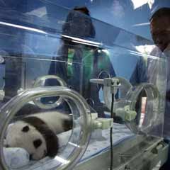 Panda yavrusu Tayland halkının neşe kaynağı oldu