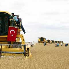 Her yıl 800 bin ton hububatı tarlada bırakılıyor  