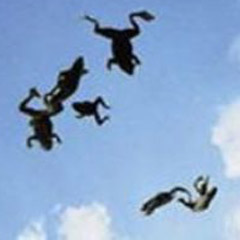 Japonya'da gökten kurbağa yağdı