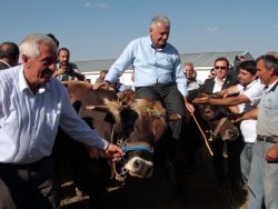 Binali Yıldırım'dan Özdil'e öküzlü cevap
