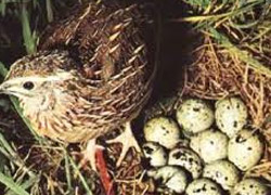 Suşehri'nde bıldırcın üretimi başladı