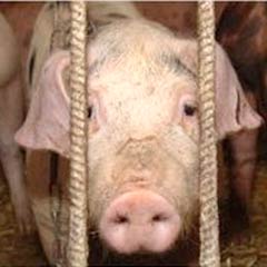 İngiltere'de H1N1 taşıyan 13 kişi var