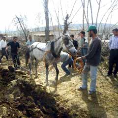 Bitlis'te bazı çiftçiler karasabanla tarla sürüyor