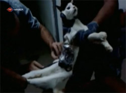 Kedi, Cezaevine Telefon Sokarken Yakalandı