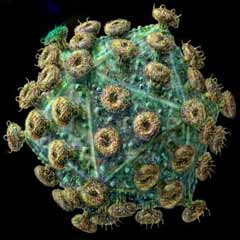 HIV'in bulaşmasını engelleyen jel