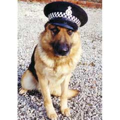 Polis köpeğini öldüren kişiye 4 yıl hapis