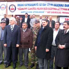 Güneydoğu'da bir yılda 17 bin 500 süt sığırı dağıtıldı  