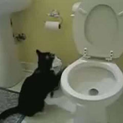 Belediyeye çalışan kedi (VİDEO)
