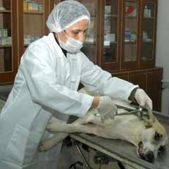 16 bin sokak köpeğine çipli takip!
