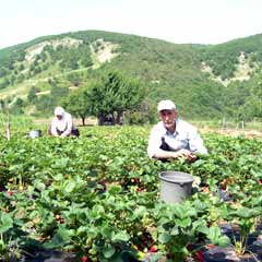 Organik tarım, toprağı temizliyor