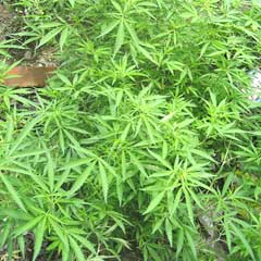 Google sayesinde "marihuana" tarlası bulundu