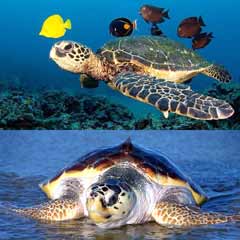 Caretta carettalara rehabilitasyon merkezi