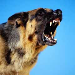 3 yaşındaki çocuğu 4 köpek parçaladı