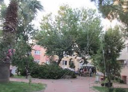 Parkta ağaç devrildi: 4 yaralı