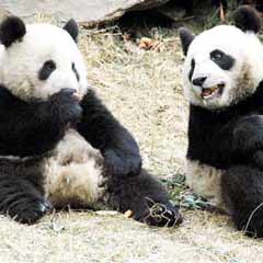 Çin ile Tayvan arasında PANDA diplomasisi