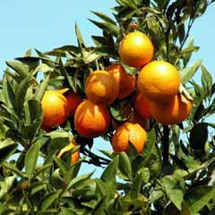 Muğla'da narenciye rekoltesi 272 bin ton bekleniyor