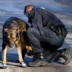 Polis köpeklerine ayakkabı giydirildi