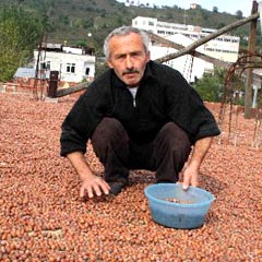 Yağışlar fındıkları çürüttü