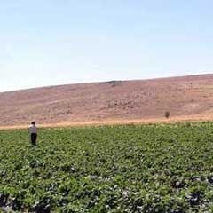 Devletten kırsala 385 milyon YTL