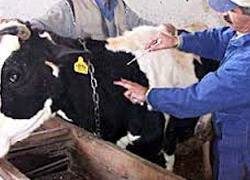Tanısı konamayan hastalık hayvanları felç ediyor
