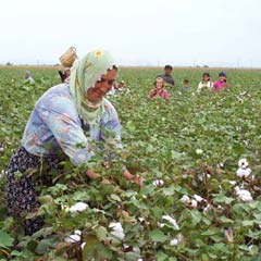 Özbekistan pamuğunu görücüye çıkardı