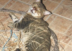 Yaban kedisi balıkçıların ağına takıldı