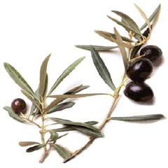 Zeytin ihracatı rekora koşuyor