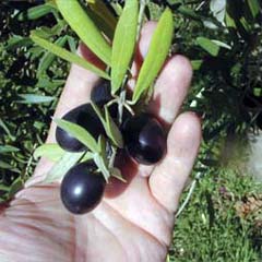 Zeytinyağı ihracatçısı gelecekten umutlu